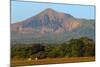 Fields North of Leon and Volcan Telica-Rob Francis-Mounted Photographic Print