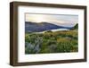 Fields of Balsamroot and Lupine on the Hills above the Columbia River Rowena, Oregon-Darrell Gulin-Framed Photographic Print