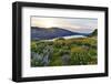 Fields of Balsamroot and Lupine on the Hills above the Columbia River Rowena, Oregon-Darrell Gulin-Framed Photographic Print