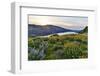 Fields of Balsamroot and Lupine on the Hills above the Columbia River Rowena, Oregon-Darrell Gulin-Framed Photographic Print