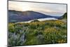 Fields of Balsamroot and Lupine on the Hills above the Columbia River Rowena, Oregon-Darrell Gulin-Mounted Photographic Print