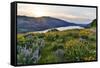 Fields of Balsamroot and Lupine on the Hills above the Columbia River Rowena, Oregon-Darrell Gulin-Framed Stretched Canvas