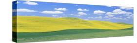 Fields of Barley, Lentils, and Canola, Whitman County, Washington State, USA-null-Stretched Canvas