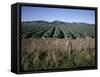 Fields of Broccoli in Agricultural Area, Gisborne, East Coast, North Island, New Zealand-D H Webster-Framed Stretched Canvas