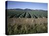 Fields of Broccoli in Agricultural Area, Gisborne, East Coast, North Island, New Zealand-D H Webster-Stretched Canvas