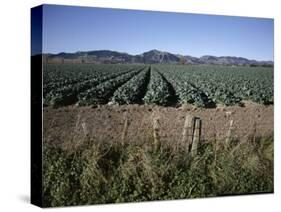 Fields of Broccoli in Agricultural Area, Gisborne, East Coast, North Island, New Zealand-D H Webster-Stretched Canvas