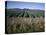 Fields of Broccoli in Agricultural Area, Gisborne, East Coast, North Island, New Zealand-D H Webster-Stretched Canvas