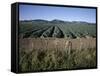 Fields of Broccoli in Agricultural Area, Gisborne, East Coast, North Island, New Zealand-D H Webster-Framed Stretched Canvas