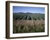 Fields of Broccoli in Agricultural Area, Gisborne, East Coast, North Island, New Zealand-D H Webster-Framed Photographic Print