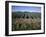 Fields of Broccoli in Agricultural Area, Gisborne, East Coast, North Island, New Zealand-D H Webster-Framed Photographic Print