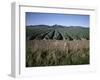 Fields of Broccoli in Agricultural Area, Gisborne, East Coast, North Island, New Zealand-D H Webster-Framed Photographic Print