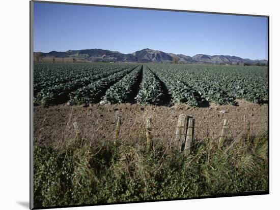 Fields of Broccoli in Agricultural Area, Gisborne, East Coast, North Island, New Zealand-D H Webster-Mounted Photographic Print