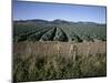 Fields of Broccoli in Agricultural Area, Gisborne, East Coast, North Island, New Zealand-D H Webster-Mounted Photographic Print