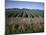 Fields of Broccoli in Agricultural Area, Gisborne, East Coast, North Island, New Zealand-D H Webster-Mounted Photographic Print