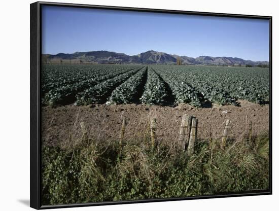 Fields of Broccoli in Agricultural Area, Gisborne, East Coast, North Island, New Zealand-D H Webster-Framed Photographic Print