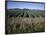 Fields of Broccoli in Agricultural Area, Gisborne, East Coast, North Island, New Zealand-D H Webster-Framed Photographic Print