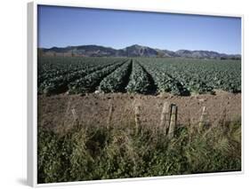 Fields of Broccoli in Agricultural Area, Gisborne, East Coast, North Island, New Zealand-D H Webster-Framed Photographic Print