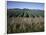 Fields of Broccoli in Agricultural Area, Gisborne, East Coast, North Island, New Zealand-D H Webster-Framed Photographic Print