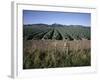 Fields of Broccoli in Agricultural Area, Gisborne, East Coast, North Island, New Zealand-D H Webster-Framed Photographic Print