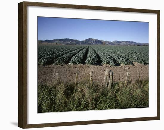 Fields of Broccoli in Agricultural Area, Gisborne, East Coast, North Island, New Zealand-D H Webster-Framed Photographic Print