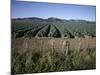 Fields of Broccoli in Agricultural Area, Gisborne, East Coast, North Island, New Zealand-D H Webster-Mounted Photographic Print