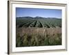 Fields of Broccoli in Agricultural Area, Gisborne, East Coast, North Island, New Zealand-D H Webster-Framed Photographic Print