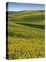 Fields of Canola, Whitman County, Washington, USA-Charles Gurche-Stretched Canvas