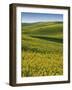 Fields of Canola, Whitman County, Washington, USA-Charles Gurche-Framed Photographic Print