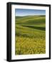 Fields of Canola, Whitman County, Washington, USA-Charles Gurche-Framed Photographic Print