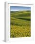 Fields of Canola, Whitman County, Washington, USA-Charles Gurche-Framed Photographic Print