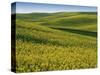 Fields of Canola, Whitman County, Washington, USA-Charles Gurche-Stretched Canvas