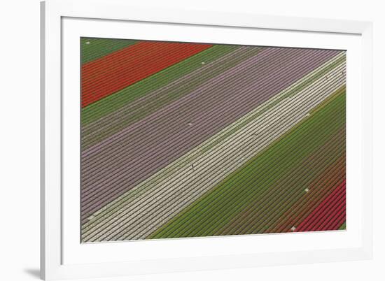 Fields of Colour I-Peter Adams-Framed Giclee Print