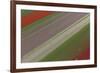 Fields of Colour I-Peter Adams-Framed Giclee Print