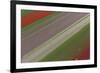 Fields of Colour I-Peter Adams-Framed Giclee Print