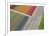 Fields of Colour II-Peter Adams-Framed Giclee Print