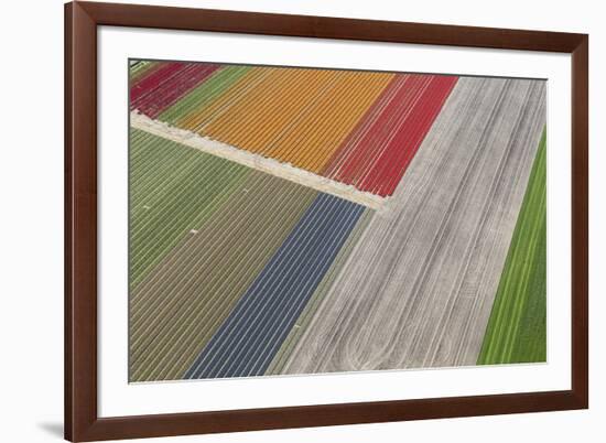 Fields of Colour II-Peter Adams-Framed Giclee Print