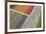 Fields of Colour II-Peter Adams-Framed Giclee Print