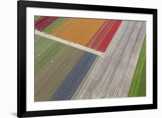 Fields of Colour II-Peter Adams-Framed Giclee Print