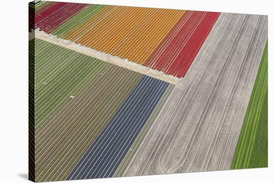 Fields of Colour II-Peter Adams-Stretched Canvas