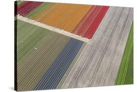 Fields of Colour II-Peter Adams-Stretched Canvas