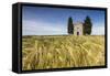 Fields of ears of corn on the gentle green hills of Val d'Orcia, UNESCO World Heritage Site, Provin-Roberto Moiola-Framed Stretched Canvas