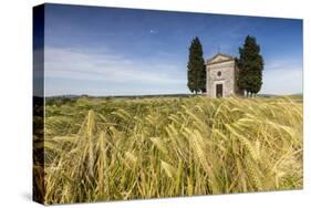 Fields of ears of corn on the gentle green hills of Val d'Orcia, UNESCO World Heritage Site, Provin-Roberto Moiola-Stretched Canvas