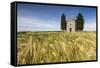 Fields of ears of corn on the gentle green hills of Val d'Orcia, UNESCO World Heritage Site, Provin-Roberto Moiola-Framed Stretched Canvas