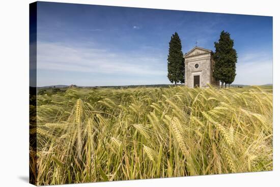 Fields of ears of corn on the gentle green hills of Val d'Orcia, UNESCO World Heritage Site, Provin-Roberto Moiola-Stretched Canvas