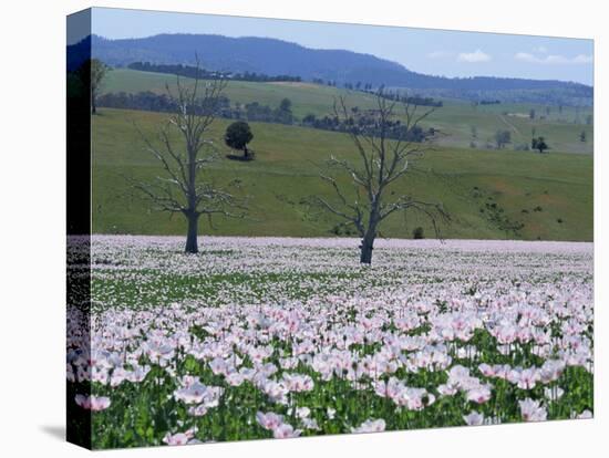 Fields of Flowering Opium Poppies Grown Legally for Morphine Production, Tasmania, Australia-Murray Louise-Stretched Canvas