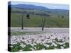 Fields of Flowering Opium Poppies Grown Legally for Morphine Production, Tasmania, Australia-Murray Louise-Stretched Canvas