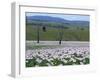 Fields of Flowering Opium Poppies Grown Legally for Morphine Production, Tasmania, Australia-Murray Louise-Framed Photographic Print