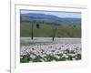 Fields of Flowering Opium Poppies Grown Legally for Morphine Production, Tasmania, Australia-Murray Louise-Framed Photographic Print