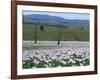 Fields of Flowering Opium Poppies Grown Legally for Morphine Production, Tasmania, Australia-Murray Louise-Framed Photographic Print