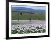 Fields of Flowering Opium Poppies Grown Legally for Morphine Production, Tasmania, Australia-Murray Louise-Framed Photographic Print